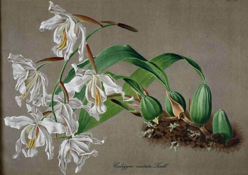 Reproducción/Reproduction 49689818398: Gartenflora.. Erlangen :F. Enke,1852-1940.. 