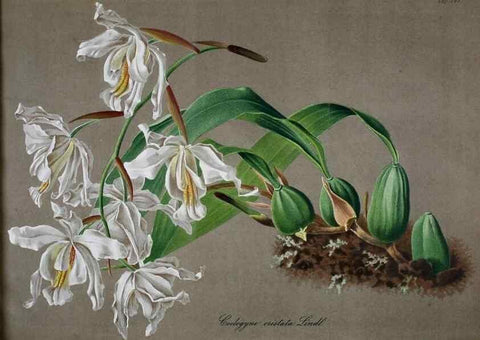 Reproducción/Reproduction 49689818398: Gartenflora.. Erlangen :F. Enke,1852-1940.. 