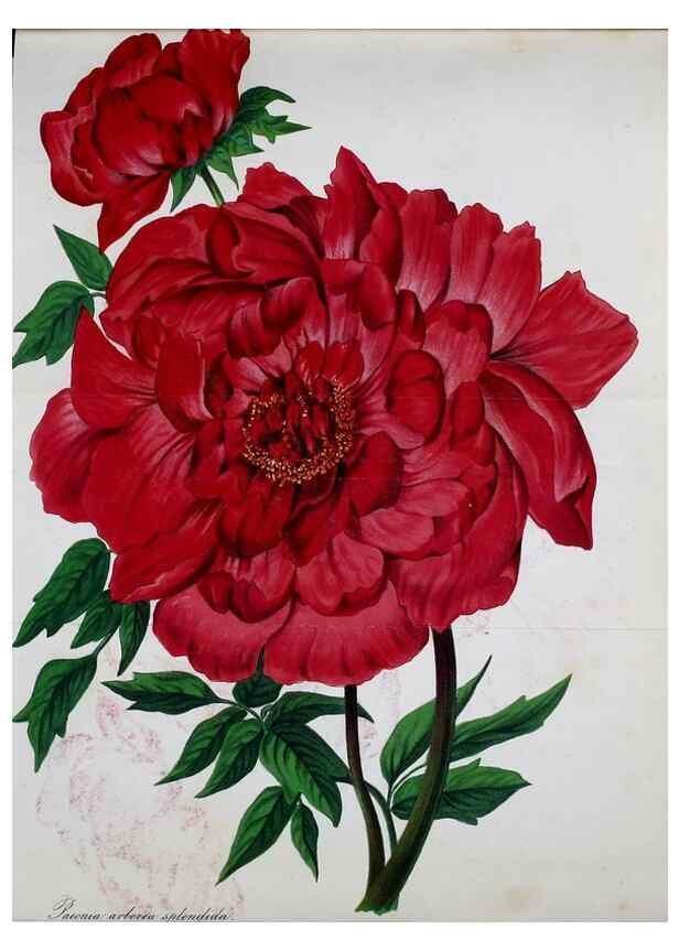 Reproducción/Reproduction 49690352836: Gartenflora.. Erlangen :F. Enke,1852-1940.. 