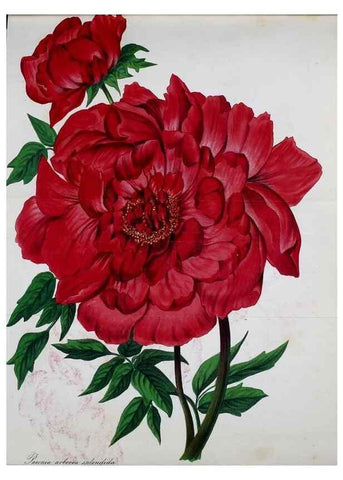 Reproducción/Reproduction 49690352836: Gartenflora.. Erlangen :F. Enke,1852-1940.. 