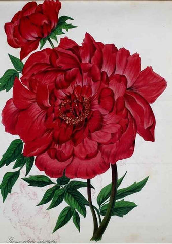 Reproducción/Reproduction 49690352836: Gartenflora.. Erlangen :F. Enke,1852-1940.. 
