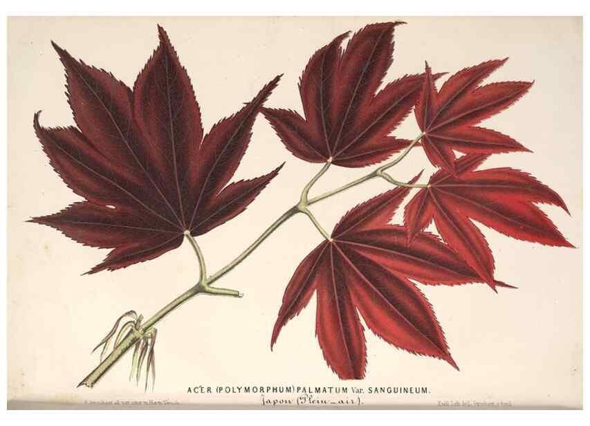 Reproducción/Reproduction 49689771268: L'Illustration horticole :. Gand, Belgium :Imprimerie et lithographie de F. et E. Gyselnyck,1854-1896.. 