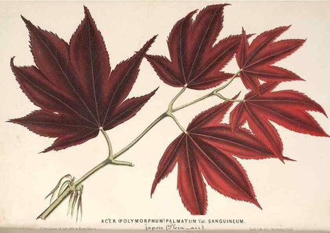Reproducción/Reproduction 49689771268: L'Illustration horticole :. Gand, Belgium :Imprimerie et lithographie de F. et E. Gyselnyck,1854-1896.. 