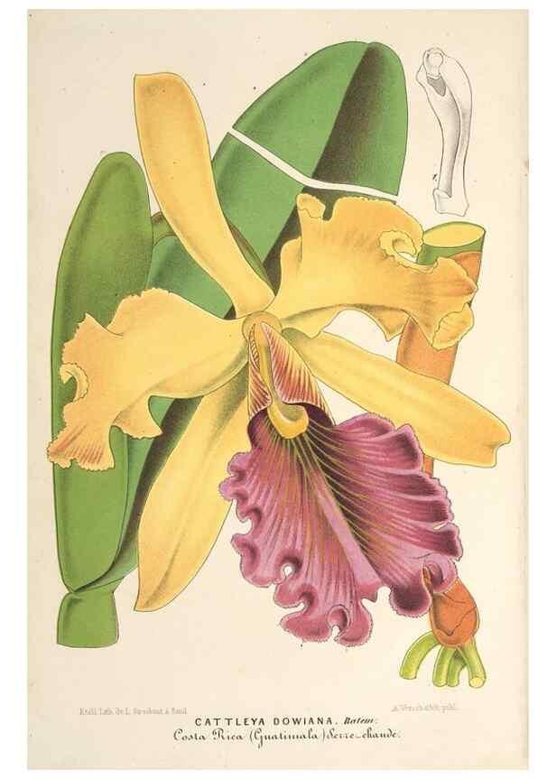 Reproducción/Reproduction 49689771028: L'Illustration horticole :. Gand, Belgium :Imprimerie et lithographie de F. et E. Gyselnyck,1854-1896.. 