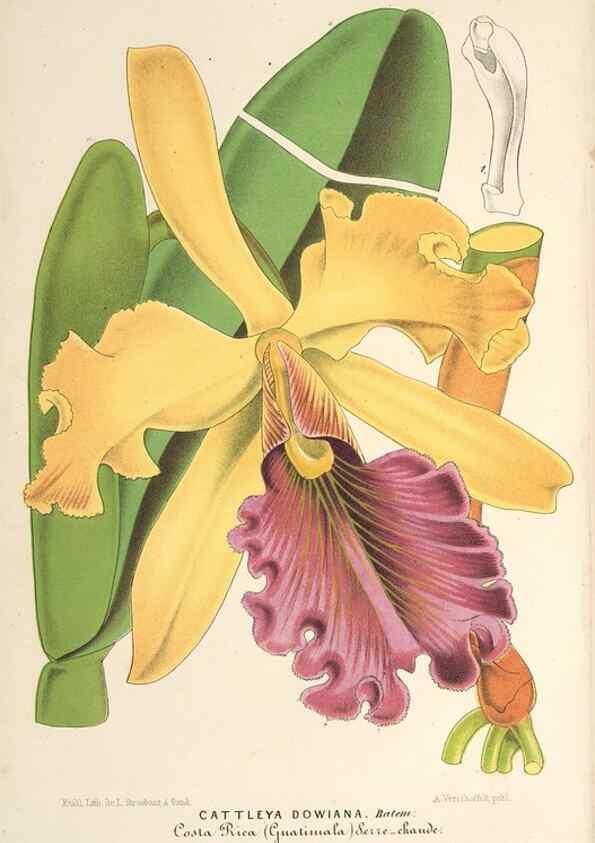 Reproducción/Reproduction 49689771028: L'Illustration horticole :. Gand, Belgium :Imprimerie et lithographie de F. et E. Gyselnyck,1854-1896.. 