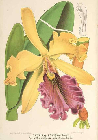 Reproducción/Reproduction 49689771028: L'Illustration horticole :. Gand, Belgium :Imprimerie et lithographie de F. et E. Gyselnyck,1854-1896.. 