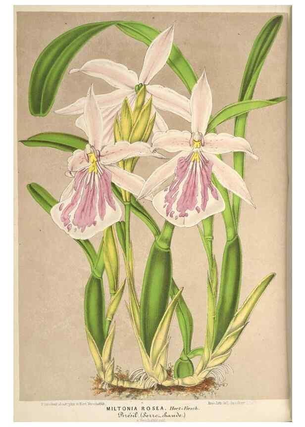 Reproducción/Reproduction 49690303816: L'Illustration horticole :. Gand, Belgium :Imprimerie et lithographie de F. et E. Gyselnyck,1854-1896.. 