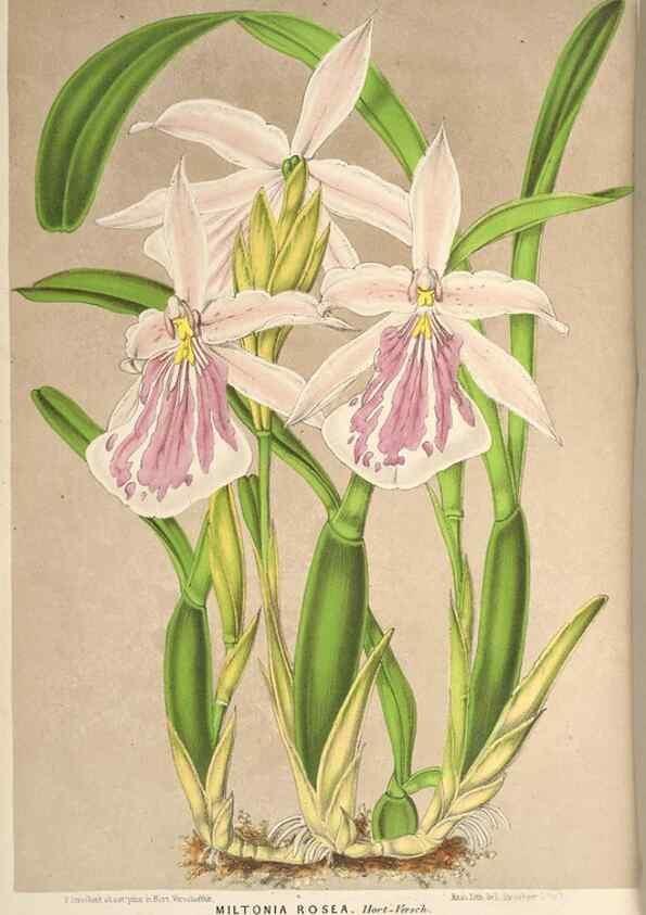 Reproducción/Reproduction 49690303816: L'Illustration horticole :. Gand, Belgium :Imprimerie et lithographie de F. et E. Gyselnyck,1854-1896.. 