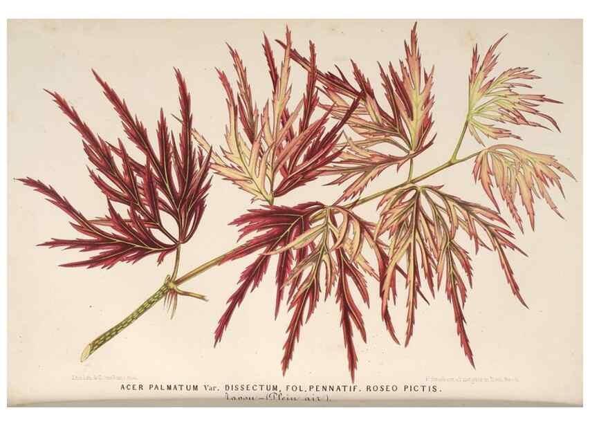 Reproducción/Reproduction 49689770533: L'Illustration horticole :. Gand, Belgium :Imprimerie et lithographie de F. et E. Gyselnyck,1854-1896.. 