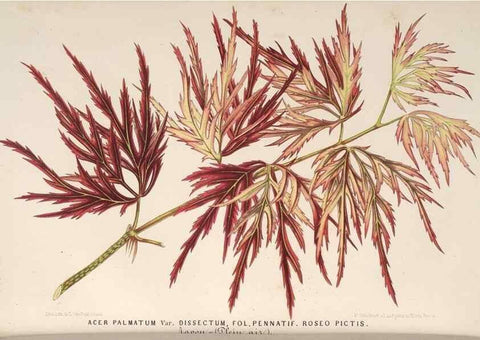 Reproducción/Reproduction 49689770533: L'Illustration horticole :. Gand, Belgium :Imprimerie et lithographie de F. et E. Gyselnyck,1854-1896.. 