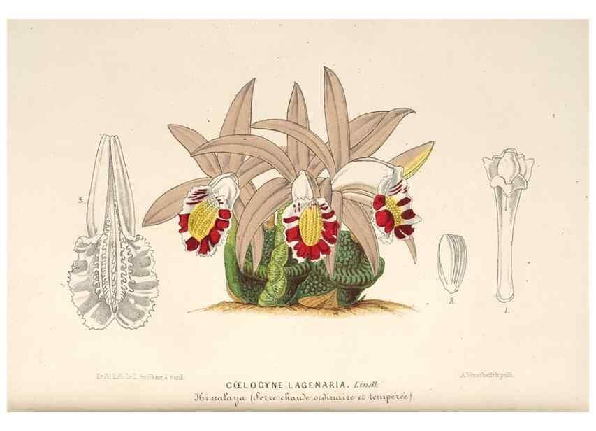 Reproducción/Reproduction 49689767123: L'Illustration horticole :. Gand, Belgium :Imprimerie et lithographie de F. et E. Gyselnyck,1854-1896.. 