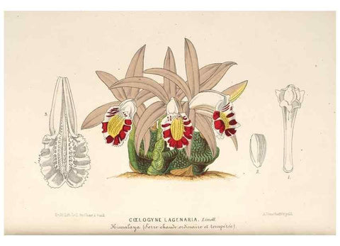 Reproducción/Reproduction 49689767123: L'Illustration horticole :. Gand, Belgium :Imprimerie et lithographie de F. et E. Gyselnyck,1854-1896.. 