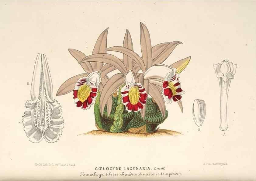 Reproducción/Reproduction 49689767123: L'Illustration horticole :. Gand, Belgium :Imprimerie et lithographie de F. et E. Gyselnyck,1854-1896.. 