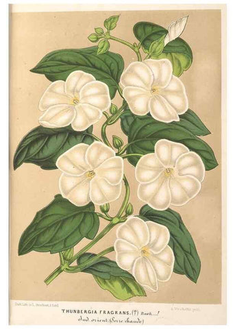 Reproducción/Reproduction 49690611757: L'Illustration horticole :. Gand, Belgium :Imprimerie et lithographie de F. et E. Gyselnyck,1854-1896.. 