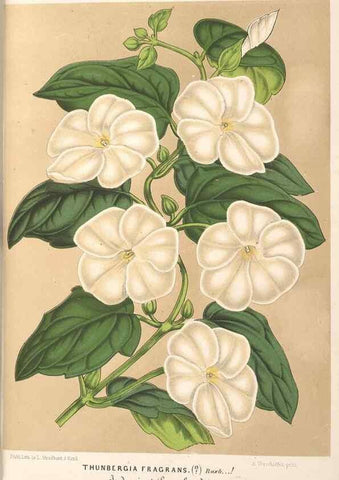 Reproducción/Reproduction 49690611757: L'Illustration horticole :. Gand, Belgium :Imprimerie et lithographie de F. et E. Gyselnyck,1854-1896.. 