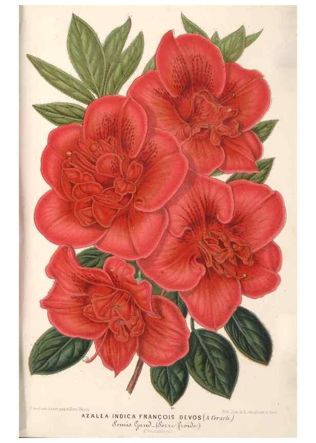 Reproducción/Reproduction 49689767593: L'Illustration horticole :. Gand, Belgium :Imprimerie et lithographie de F. et E. Gyselnyck,1854-1896.. 