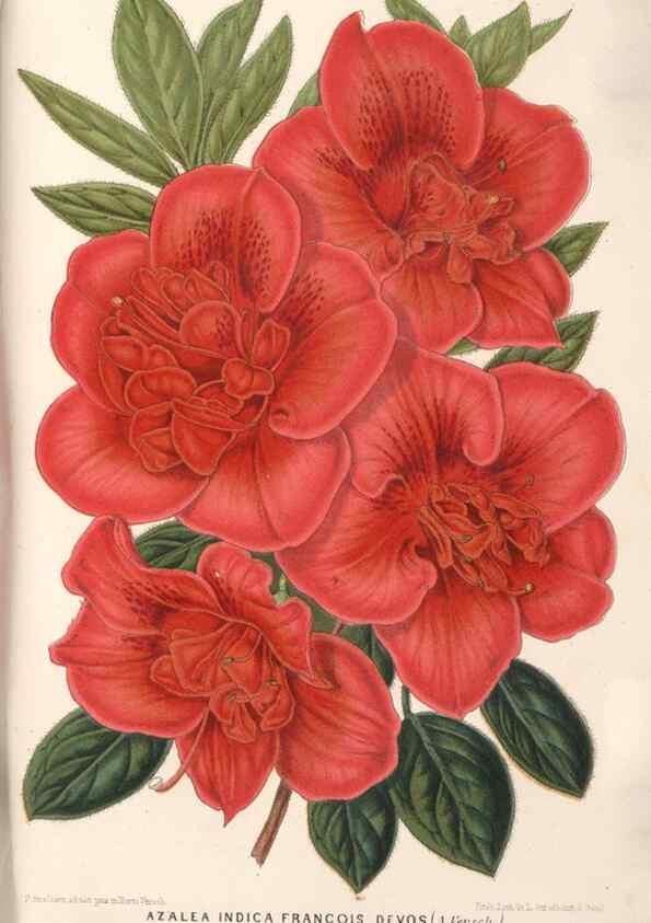 Reproducción/Reproduction 49689767593: L'Illustration horticole :. Gand, Belgium :Imprimerie et lithographie de F. et E. Gyselnyck,1854-1896.. 