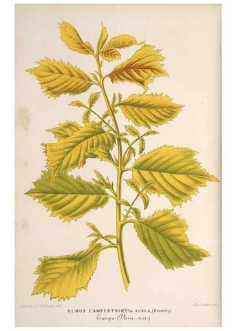 Reproducción/Reproduction 49690300931: L'Illustration horticole :. Gand, Belgium :Imprimerie et lithographie de F. et E. Gyselnyck,1854-1896.. 