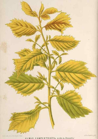 Reproducción/Reproduction 49690300931: L'Illustration horticole :. Gand, Belgium :Imprimerie et lithographie de F. et E. Gyselnyck,1854-1896.. 