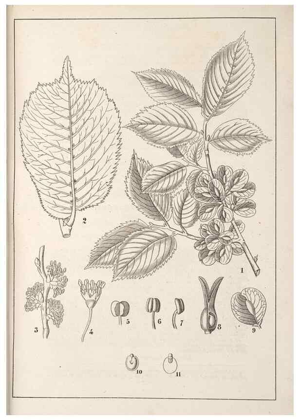 Reproducción/Reproduction 49689768028: L'Illustration horticole :. Gand, Belgium :Imprimerie et lithographie de F. et E. Gyselnyck,1854-1896.. 