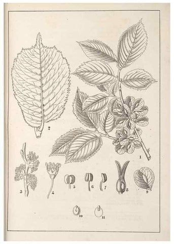 Reproducción/Reproduction 49689768028: L'Illustration horticole :. Gand, Belgium :Imprimerie et lithographie de F. et E. Gyselnyck,1854-1896.. 