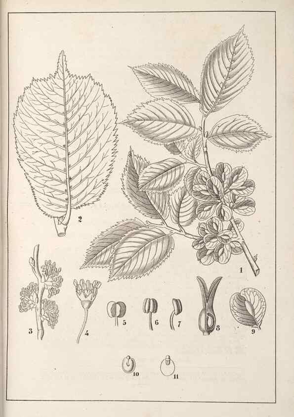 Reproducción/Reproduction 49689768028: L'Illustration horticole :. Gand, Belgium :Imprimerie et lithographie de F. et E. Gyselnyck,1854-1896.. 