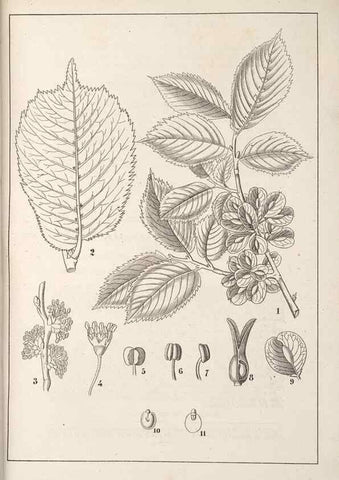 Reproducción/Reproduction 49689768028: L'Illustration horticole :. Gand, Belgium :Imprimerie et lithographie de F. et E. Gyselnyck,1854-1896.. 