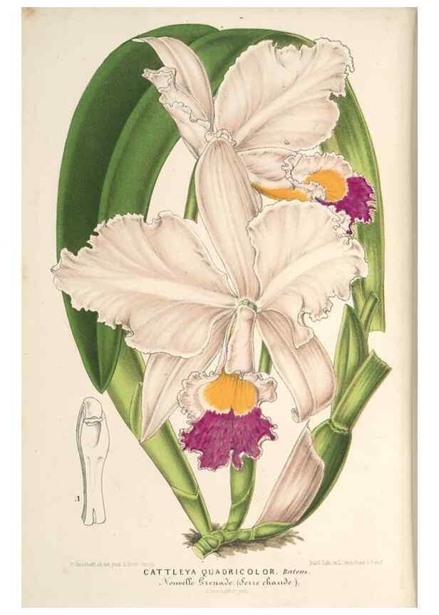 Reproducción/Reproduction 49689768213: L'Illustration horticole :. Gand, Belgium :Imprimerie et lithographie de F. et E. Gyselnyck,1854-1896.. 
