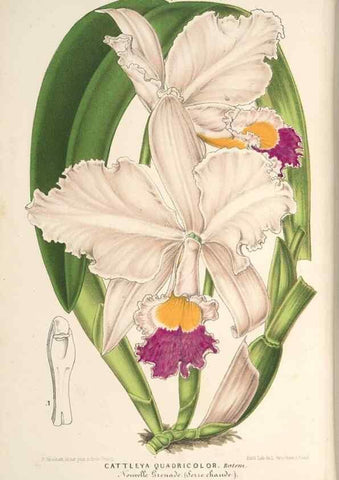 Reproducción/Reproduction 49689768213: L'Illustration horticole :. Gand, Belgium :Imprimerie et lithographie de F. et E. Gyselnyck,1854-1896.. 