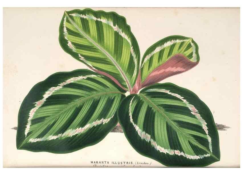 Reproducción/Reproduction 49690612657: L'Illustration horticole :. Gand, Belgium :Imprimerie et lithographie de F. et E. Gyselnyck,1854-1896.. 
