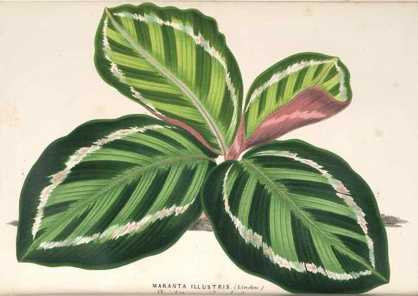 Reproducción/Reproduction 49690612657: L'Illustration horticole :. Gand, Belgium :Imprimerie et lithographie de F. et E. Gyselnyck,1854-1896.. 