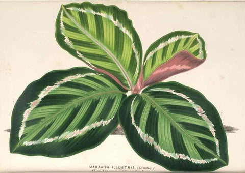 Reproducción/Reproduction 49690612657: L'Illustration horticole :. Gand, Belgium :Imprimerie et lithographie de F. et E. Gyselnyck,1854-1896.. 