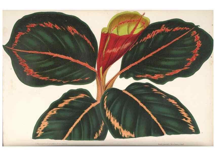Reproducción/Reproduction 49690611182: L'Illustration horticole :. Gand, Belgium :Imprimerie et lithographie de F. et E. Gyselnyck,1854-1896.. 