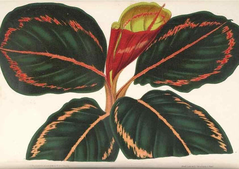 Reproducción/Reproduction 49690611182: L'Illustration horticole :. Gand, Belgium :Imprimerie et lithographie de F. et E. Gyselnyck,1854-1896.. 