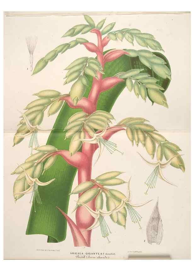 Reproducción/Reproduction 49690301676: L'Illustration horticole :. Gand, Belgium :Imprimerie et lithographie de F. et E. Gyselnyck,1854-1896.. 