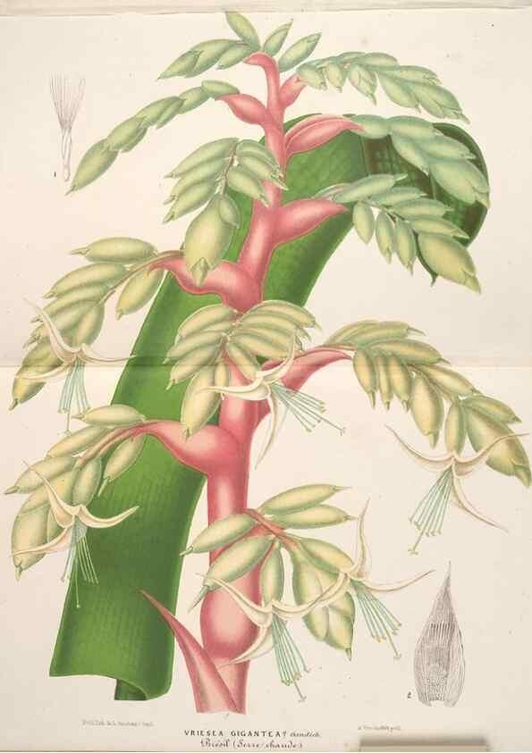 Reproducción/Reproduction 49690301676: L'Illustration horticole :. Gand, Belgium :Imprimerie et lithographie de F. et E. Gyselnyck,1854-1896.. 