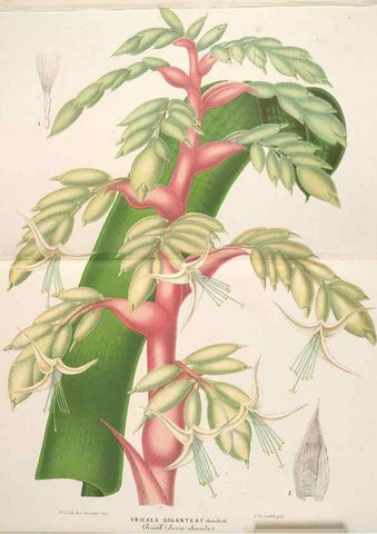 Reproducción/Reproduction 49690301676: L'Illustration horticole :. Gand, Belgium :Imprimerie et lithographie de F. et E. Gyselnyck,1854-1896.. 