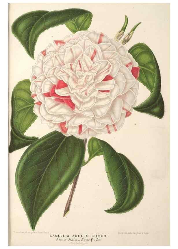 Reproducción/Reproduction 49690613342: L'Illustration horticole :. Gand, Belgium :Imprimerie et lithographie de F. et E. Gyselnyck,1854-1896.. 