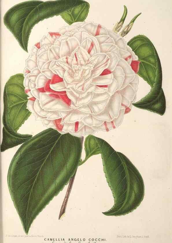 Reproducción/Reproduction 49690613342: L'Illustration horticole :. Gand, Belgium :Imprimerie et lithographie de F. et E. Gyselnyck,1854-1896.. 