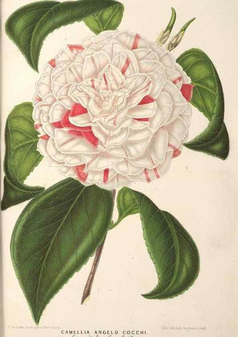 Reproducción/Reproduction 49690613342: L'Illustration horticole :. Gand, Belgium :Imprimerie et lithographie de F. et E. Gyselnyck,1854-1896.. 