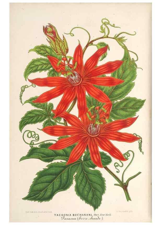 Reproducción/Reproduction 49690302371: L'Illustration horticole :. Gand, Belgium :Imprimerie et lithographie de F. et E. Gyselnyck,1854-1896.. 