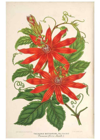Reproducción/Reproduction 49690302371: L'Illustration horticole :. Gand, Belgium :Imprimerie et lithographie de F. et E. Gyselnyck,1854-1896.. 