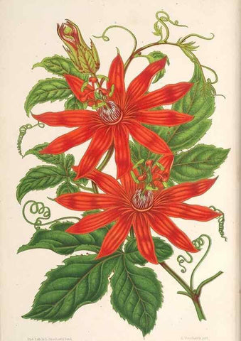 Reproducción/Reproduction 49690302371: L'Illustration horticole :. Gand, Belgium :Imprimerie et lithographie de F. et E. Gyselnyck,1854-1896.. 