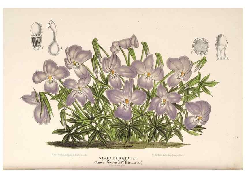 Reproducción/Reproduction 49689769363: L'Illustration horticole :. Gand, Belgium :Imprimerie et lithographie de F. et E. Gyselnyck,1854-1896.. 