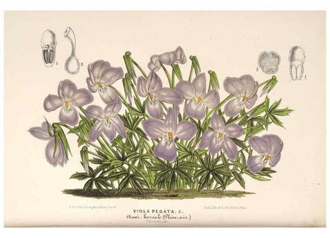 Reproducción/Reproduction 49689769363: L'Illustration horticole :. Gand, Belgium :Imprimerie et lithographie de F. et E. Gyselnyck,1854-1896.. 