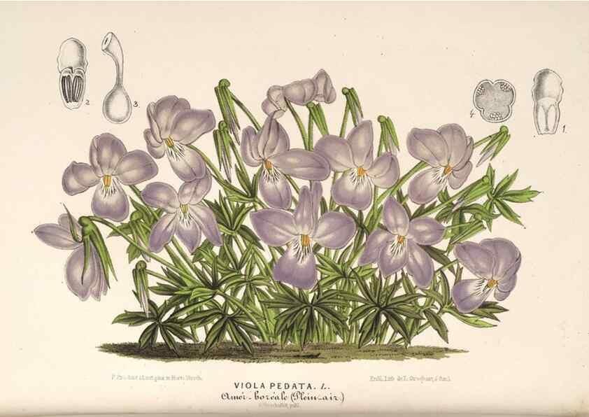Reproducción/Reproduction 49689769363: L'Illustration horticole :. Gand, Belgium :Imprimerie et lithographie de F. et E. Gyselnyck,1854-1896.. 