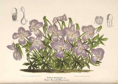 Reproducción/Reproduction 49689769363: L'Illustration horticole :. Gand, Belgium :Imprimerie et lithographie de F. et E. Gyselnyck,1854-1896.. 