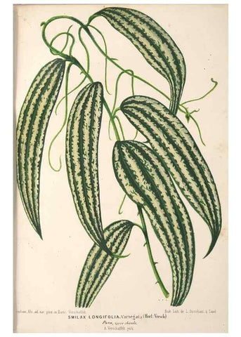 Reproducción/Reproduction 49690302831: L'Illustration horticole :. Gand, Belgium :Imprimerie et lithographie de F. et E. Gyselnyck,1854-1896.. 