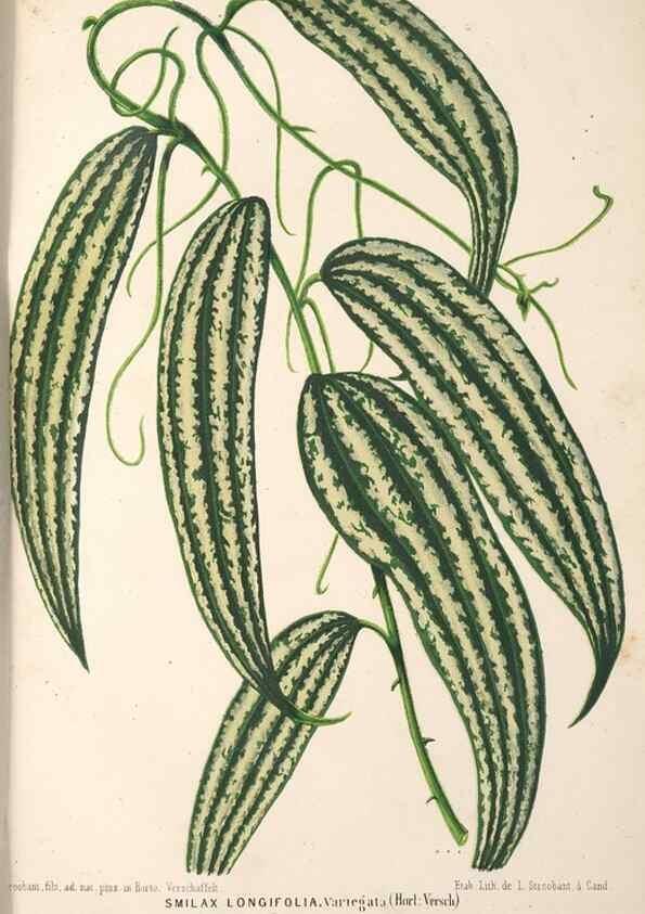Reproducción/Reproduction 49690302831: L'Illustration horticole :. Gand, Belgium :Imprimerie et lithographie de F. et E. Gyselnyck,1854-1896.. 