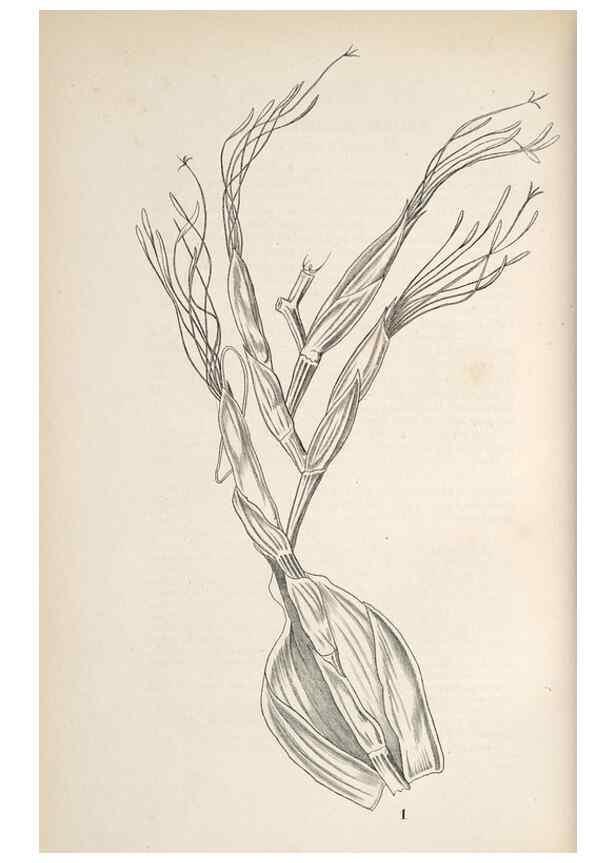 Reproducción/Reproduction 49689769893: L'Illustration horticole :. Gand, Belgium :Imprimerie et lithographie de F. et E. Gyselnyck,1854-1896.. 